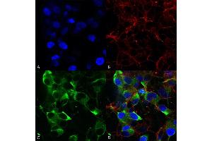 Immunocytochemistry/Immunofluorescence analysis using Mouse Anti-Slo2. (KCNT1 抗体  (AA 1168-1237) (PerCP))
