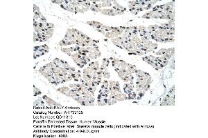 Human Muscle (Raly 抗体  (C-Term))