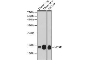 Western blot analysis of extracts of various cell lines, using MGST1 antibody (ABIN7268512) at 1:1000 dilution. (MGST1 抗体)