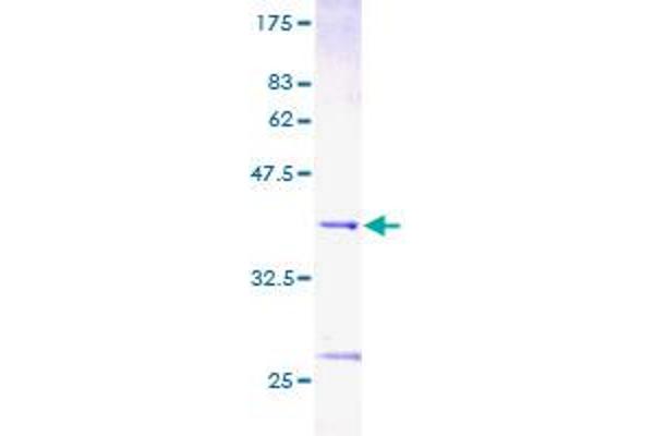 BANF1 Protein (AA 1-89) (GST tag)