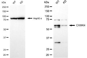 Western blotting analysis using CAMK4 antibody (ABIN7797838). (Recombinant CAMK4 抗体)