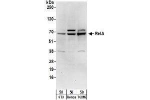 Western Blotting (WB) image for anti-Nuclear Factor-kB p65 (NFkBP65) (AA 501-551) antibody (ABIN7450650) (NF-kB p65 抗体  (AA 501-551))