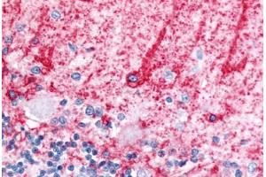 Immunohistochemistry (IHC) image for anti-Solute Carrier Family 1 (Glial High Affinity Glutamate Transporter), Member 3 (SLC1A3) (Cytoplasmic Domain) antibody (ABIN1049331)