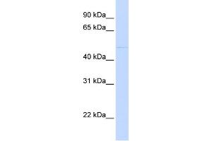 WB Suggested Anti-SIRPA Antibody Titration: 0. (SIRPA 抗体  (C-Term))