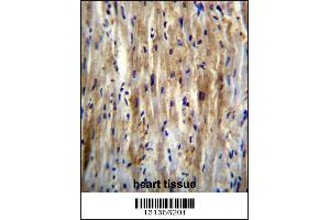 SLC12A7 Antibody immunohistochemistry analysis in formalin fixed and paraffin embedded human heart tissue followed by peroxidase conjugation of the secondary antibody and DAB staining. (SLC12A7 抗体  (N-Term))