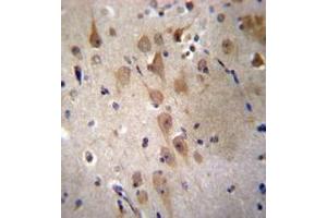 Immunohistochemistry analysis in formalin fixed and paraffin embedded human brain tissue reacted with GRIP2 Antibody (Center) followed by peroxidase conjugation of the secondary antibody and DAB staining. (GRIP2 抗体  (Middle Region))