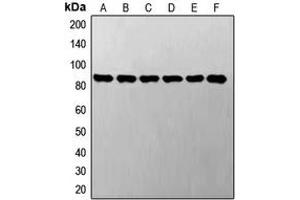 Western blot analysis of STAT3 expression in A549 (A), LO2 (B), SP2/0 (C), NIH3T3 (D), PC12 (E), H9C2 (F) whole cell lysates. (STAT3 抗体  (C-Term))