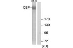 Western blot analysis of extracts from HT-29 cells, treated with calyculinA 50ng/ml 30', using CBP (Ab-1535) Antibody. (CBP 抗体  (AA 1501-1550))