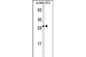 KCTD21 Antibody (C-term) (ABIN651600 and ABIN2840317) western blot analysis in mouse NIH-3T3 cell line lysates (35 μg/lane). (KCTD21 抗体  (C-Term))