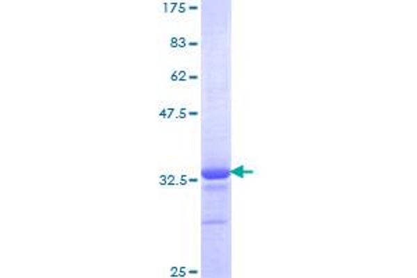 HOXB7 Protein (AA 55-120) (GST tag)