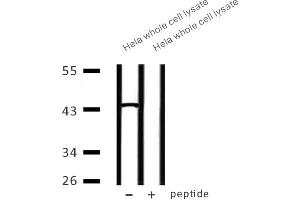 Western blot analysis of extracts from Hela whole cell lysate at 30ug, using CAPG Antibody. (CAPG 抗体  (Internal Region))