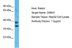 Western Blotting (WB) image for anti-Olfactory Receptor, Family 8, Subfamily H, Member 1 (OR8H1) (C-Term) antibody (ABIN2791787)