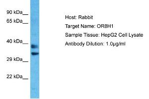 Host: Rabbit Target Name: OR8H1 Sample Type: HepG2 Whole Cell lysates Antibody Dilution: 1. (OR8H1 抗体  (C-Term))