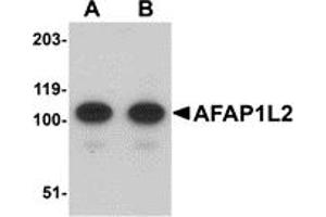 Western Blotting (WB) image for anti-Actin Filament Associated Protein 1-Like 2 (AFAP1L2) (C-Term) antibody (ABIN1030225) (AFAP1L2 抗体  (C-Term))