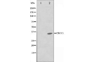 Western blot analysis on NIH-3T3 cell lysate using ERCC1 Antibody,The lane on the left is treated with the antigen-specific peptide. (ERCC1 抗体  (Internal Region))
