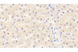 Detection of MMP3 in Porcine Liver Tissue using Polyclonal Antibody to Matrix Metalloproteinase 3 (MMP3) (MMP3 抗体  (AA 18-477))