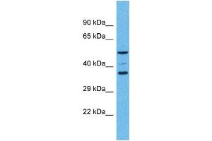 Western Blotting (WB) image for anti-Olfactory Receptor, Family 5, Subfamily K, Member 4 (OR5K4) (C-Term) antibody (ABIN2791760) (OR5K4 抗体  (C-Term))