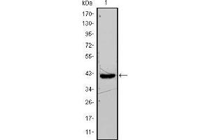 Western blot analysis using FABP4 mouse mAb against FABP4-hIgGFc transfected HEK293 cell lysate.