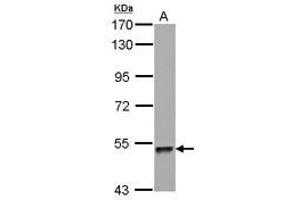 Image no. 1 for anti-Zinc Finger Protein 689 (ZNF689) (AA 28-240) antibody (ABIN1501852) (ZNF689 抗体  (AA 28-240))