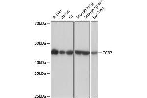 Western blot analysis of extracts of various cell lines, using CCR7 Rabbit mAb (ABIN7266309) at 1:1000 dilution. (CCR7 抗体)