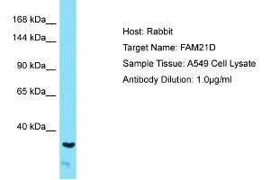 Host: Rabbit Target Name: FAM21A Sample Tissue: Human A549 Whole Cell Antibody Dilution: 1ug/ml
