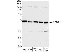 Western Blotting (WB) image for anti-Notch 1 (NOTCH1) (AA 2505-2555) antibody (ABIN7454790)