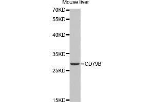 Western blot analysis of extracts of mouse liver, using CD79B antibody (ABIN1871654) at 1:1000 dilution. (CD79b 抗体)