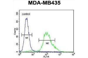 ZNF98 Antibody (C-term) flow cytometric analysis of MDA-MB435 cells (right histogram) compared to a negative control cell (left histogram). (ZNF98 抗体  (C-Term))