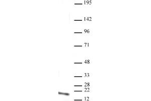 Histone H3 monomethyl Lys4 antibody (mAb) tested by Western blot. (Histone 3 抗体  (H3K4me))