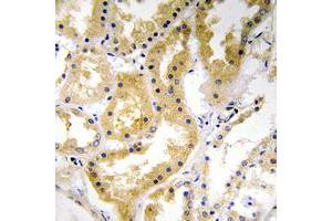 Immunohistochemical analysis of ABHD4 staining in human kidney formalin fixed paraffin embedded tissue section. (ABHD4 抗体  (C-Term))