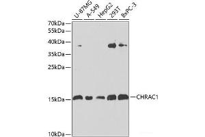 Western blot analysis of extracts of various cell lines using CHRAC1 Polyclonal Antibody at dilution of 1:1000. (CHRAC1 抗体)