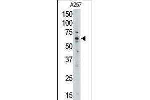 Western blot analysis of anti-MLLT1 Pab in A257 cell line lysate (35ug/lane).