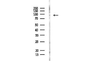 anti-Exocyst Complex Component 2 (EXOC2) (N-Term) antibody