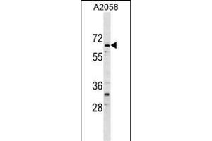 ARID5A Antibody (Center) (ABIN1538378 and ABIN2849205) western blot analysis in  cell line lysates (35 μg/lane). (ARID5A 抗体  (AA 382-411))