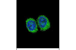 Confocal immunofluorescent analysis of NPC1 Antibody (Center) (ABIN657395 and ABIN2846435) with 293 cell followed by Alexa Fluor 488-conjugated goat anti-rabbit lgG (green). (NPC1 抗体  (AA 591-620))