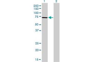 Western Blot analysis of MPP3 expression in transfected 293T cell line by MPP3 monoclonal antibody (M01), clone 4D7.