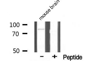 Western blot analysis of TBX3 expression in mouse brain lysate