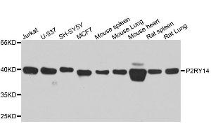 Western blot analysis of extracts of various cell lines, using P2RY14 antibody. (P2RY14 抗体  (AA 209-338))