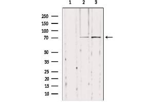 Western Blotting (WB) image for anti-Negative Regulator of Ubiquitin-Like Proteins 1 (NUB1) antibody (ABIN6263785)