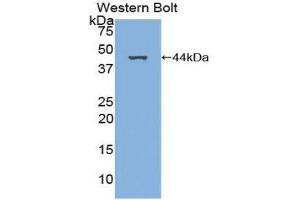 Western Blotting (WB) image for anti-Platelet-Derived Growth Factor C (PDGFC) (AA 23-345) antibody (ABIN3204826) (PDGFC 抗体  (AA 23-345))