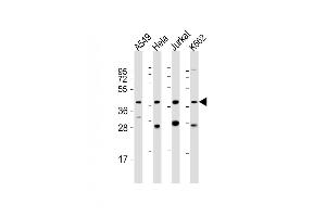 All lanes : Anti-MORF4L1 Antibody (C-Term) at 1:2000 dilution Lane 1: A549 whole cell lysate Lane 2: Hela whole cell lysate Lane 3: Jurkat whole cell lysate Lane 4: K562 whole cell lysate Lysates/proteins at 20 μg per lane. (MORF4L1 抗体  (AA 328-360))