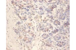 Immunohistochemistry of paraffin-embedded human pancreatic tissue using ABIN7157084 at dilution of 1:100 (Amylin/DAP 抗体  (AA 34-70))