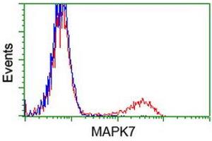 Flow Cytometry (FACS) image for anti-Mitogen-Activated Protein Kinase 12 (MAPK12) antibody (ABIN1499302) (MAPK12 抗体)