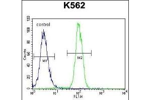 ZN Antibody (N-term) (ABIN655242 and ABIN2844845) flow cytometric analysis of K562 cells (right histogram) compared to a negative control cell (left histogram). (ZNF619 抗体  (N-Term))