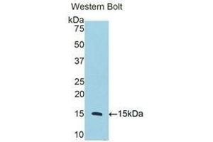 Western Blotting (WB) image for anti-CD59 (CD59) (AA 25-104) antibody (ABIN2118198) (CD59 抗体  (AA 25-104))