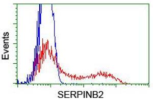 HEK293T cells transfected with either RC203139 overexpress plasmid (Red) or empty vector control plasmid (Blue) were immunostained by anti-SERPINB2 antibody (ABIN2455294), and then analyzed by flow cytometry. (SERPINB2 抗体)