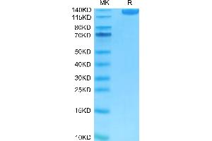 CD22 Molecule (CD22) (AA 20-687) protein (FITC,Fc Tag)