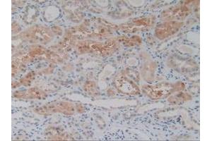 Immunohistochemistry (IHC) image for anti-Growth Differentiation Factor 2 (GDF2) (AA 32-427) antibody (ABIN7442522)