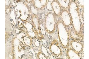 ABIN6259275 and ABIN6273382 at 1/100 staining human normal kidney tissue by IHC-P.