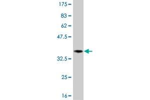 Western Blotting (WB) image for anti-Platelet Derived Growth Factor Receptor beta (PDGFRB) (AA 33-133) antibody (ABIN518746)